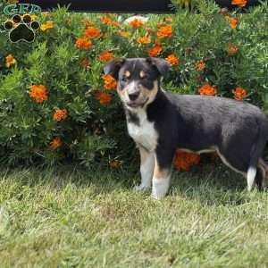 Cheddar, Border Collie Puppy